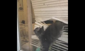 Self quarantine is getting the best out of this hilarious kitten