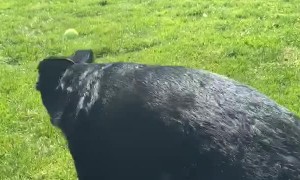 Doggo Reflex When Touching his Cheek