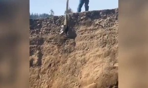 Cats really do have 9 live