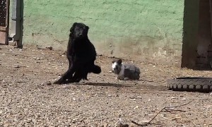 Determined bunny hilariously plays game of 'chase' with dog