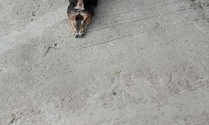 Chihuahua Keeps Kids Happy During Quarantine