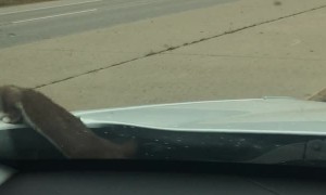 Weasel Stows Away in Car Engine Bay