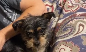 Dog Unimpressed at Toy Destruction