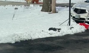 T-Rex Takes the Dogs for a Walk