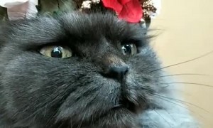 Cat puts on ridiculous outfit to celebrate birthday