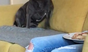 Puppy Pumped for BBQ Chicken