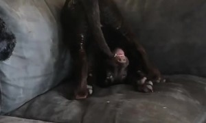 Social distancing is clearly not good for this puppy's mental health