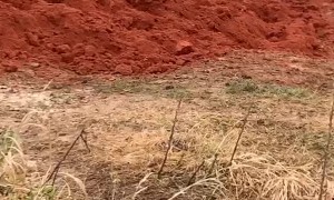 Himbs Just Wants To Be a Brown Cow