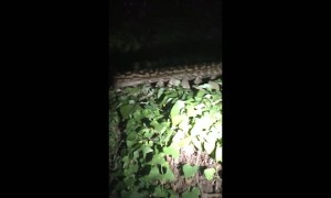 Python Perches on Fence