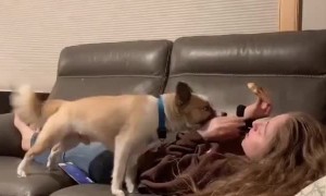 Doggo Steals Pizza from Owner on Ground