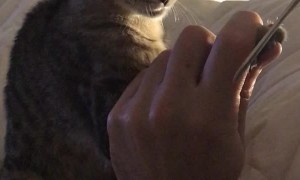 Kitty Relaxes for Pedicure