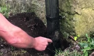 Dog and Human Team up to Rescue a Robin