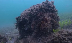 Nearly Invisible Octopus