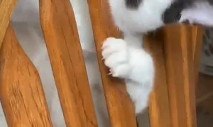 Kitty Becomes Stuck in Kitchen Chair