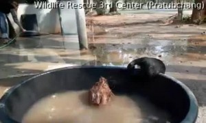 Cute Cub Plays in the Pool