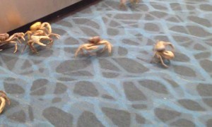Crabs Try to Sneak Past Customs