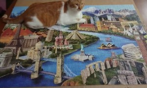 Ray, The Blind Cat Finishes Puzzle