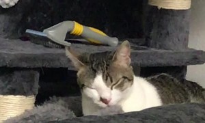 Cat Licking Blanket Gets her Tongue Caught