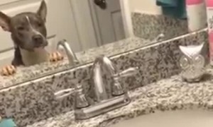 Pup sees herself in the mirror, gets a little scared of her reflection