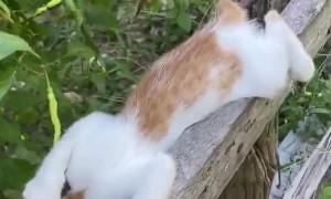 Kittens Pass out on Fence Post