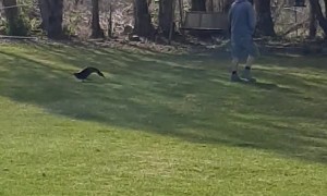 Duck Chases Owner, Then Acts Casual