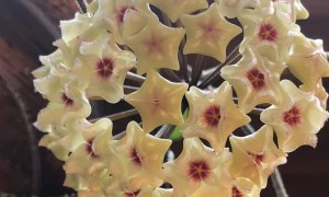 Time-Lapse of Hoya Mathilde Blooming