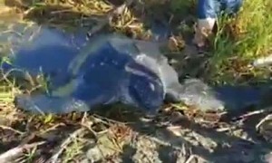 Amazing Sea Turtle Rescue in Puerto Rico