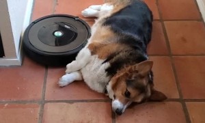 Corgi Uses Robot Vacuum as Belly Rub Machine