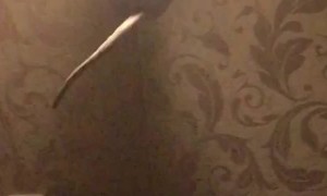 Sphynx Cat Playfully Hangs onto Chandelier