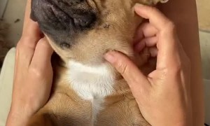 Quarentine diaries  another day, another massage