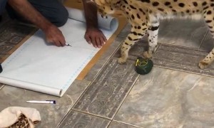 Cat Disagrees with Cut