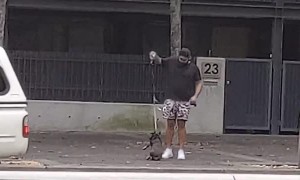 French Bulldog Can't Stop Somersaulting