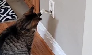Cat Pulls on Vacuum Port to Fill Quarantine Boredom