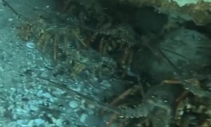 Diver Swims Through Colony of Crayfish