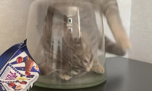 Adventurous Kitty Gets Stuck in A Vase