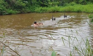 Bird Protects Its Pond