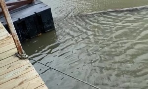 Fish Turns Into Bait for Even Bigger Fish