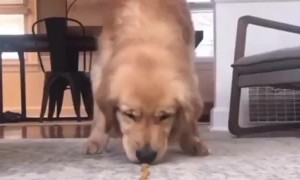 Golden Retriever participates in 'treat race' challenge