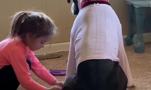 Extremely Patient Doggy Being Dressed Up