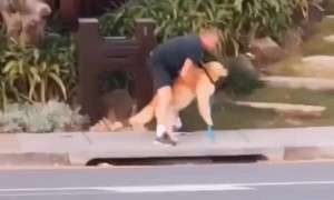 Golden Retriever Refuses to Walk with Owner