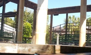 Baby Gators Emerging from Water