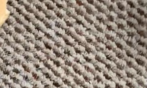 Shrub Squirrel Takes a Treat