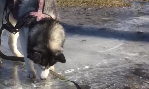 Husky Plays on Patch of Ice