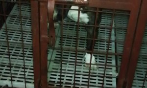 Dog has Become an Escape Artist