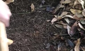 Vibrations Make the Worms Come to You