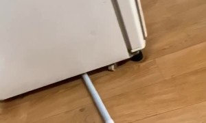 Mouse Scares Man Silly