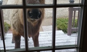 Sammy the Elk Pays a Visit