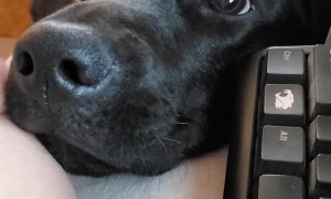 Adorable Lab wants Attention While Working From Home
