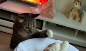 First Time the Cat Meets the Child