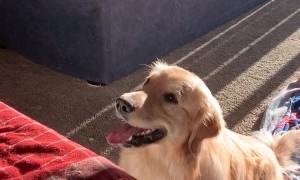 This Golden Retriever Loves Bubbles